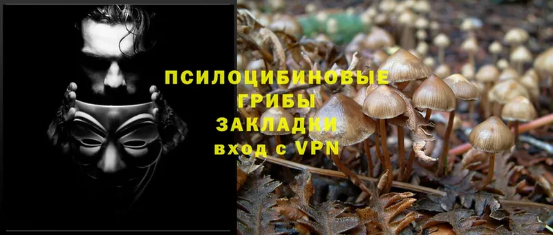 купить закладку  kraken как зайти  Псилоцибиновые грибы Psilocybine cubensis  Володарск 